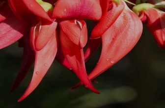 Tratamente antireumatice din plante medicinale