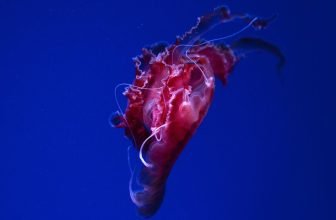 Cel mai bun regenerator al ficatului