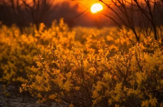 planta sunatoare beneficii pentru organism